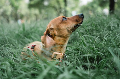 Foto stok gratis anjing, bidang, binatang