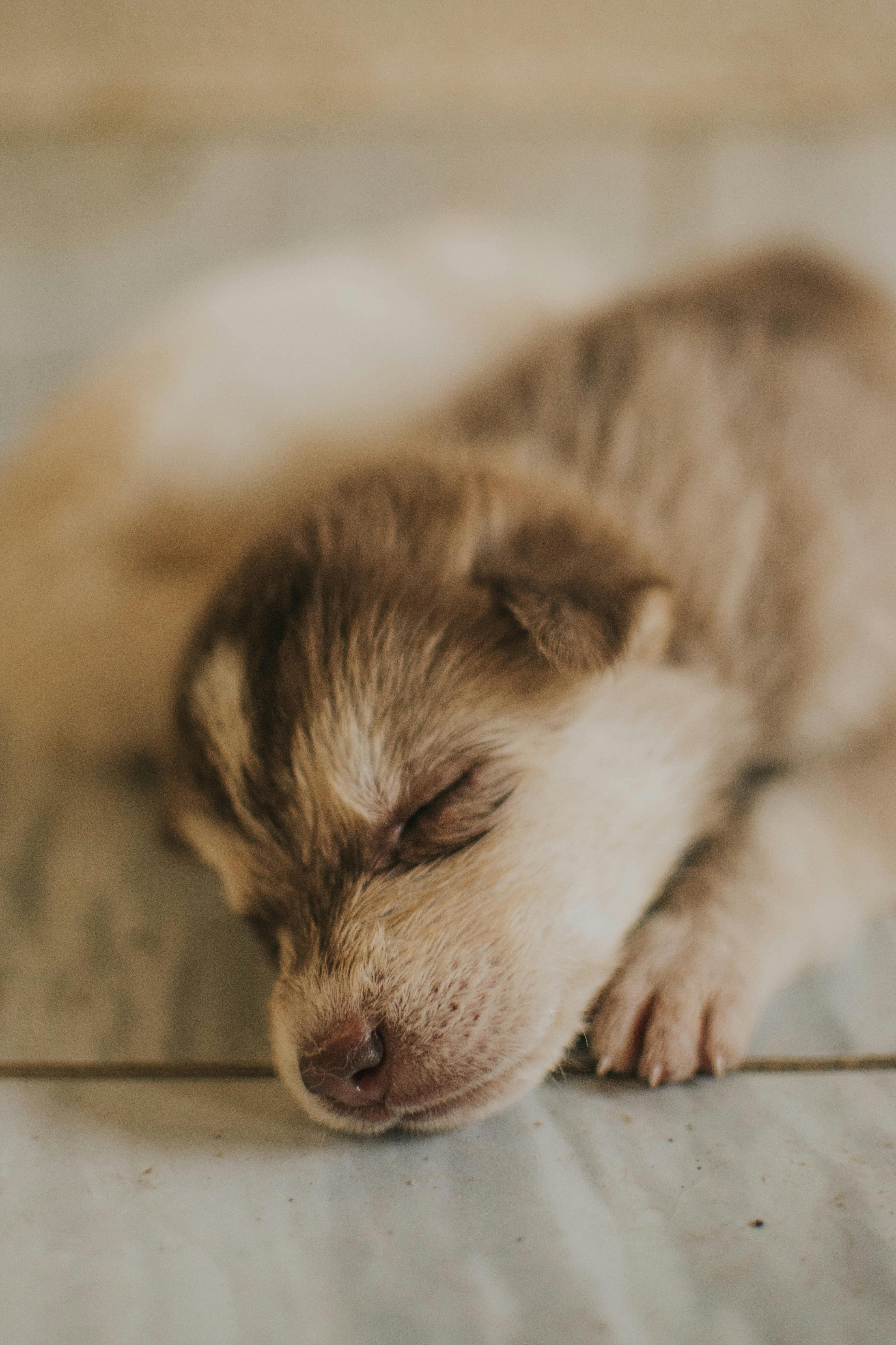 Close-up of a cute puppy peacefully sleeping, showcasing warmth and tranquility.