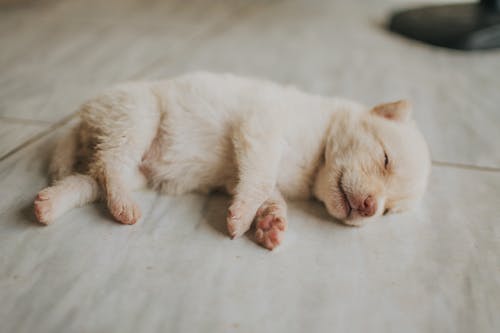 Puppy Sleeping on Floor