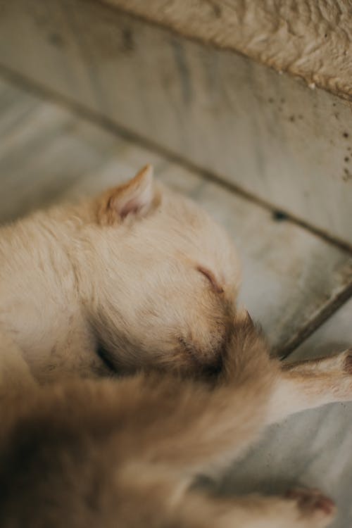 Close up of Sleeping Puppy