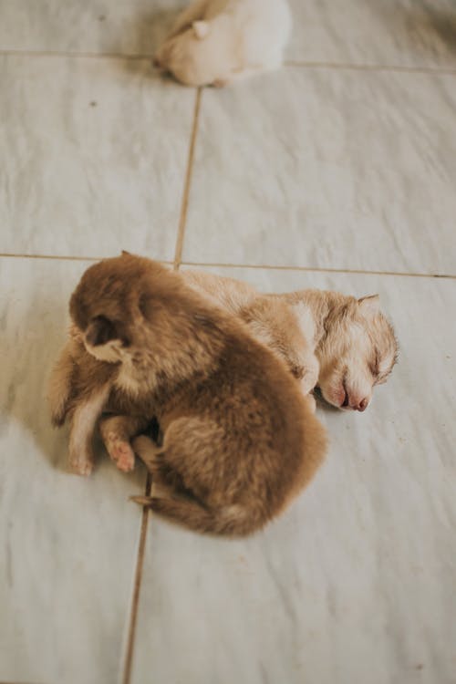 Puppies Sleeping on Floor