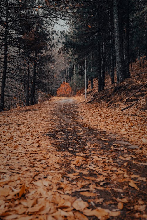 Path in a Forest in Autumn 