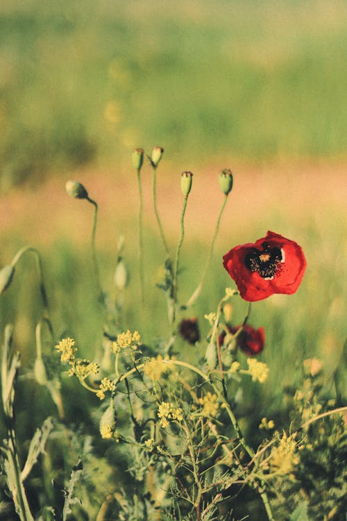 Imagine de stoc gratuită din câmp, creștere, floare roșie