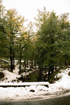 Snow-covered forest road with trees in Tizi Ouzou, capturing serene winter beauty.