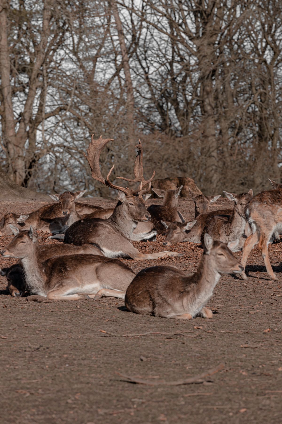 Groupe de daims dans une forêt, photo d’illustration