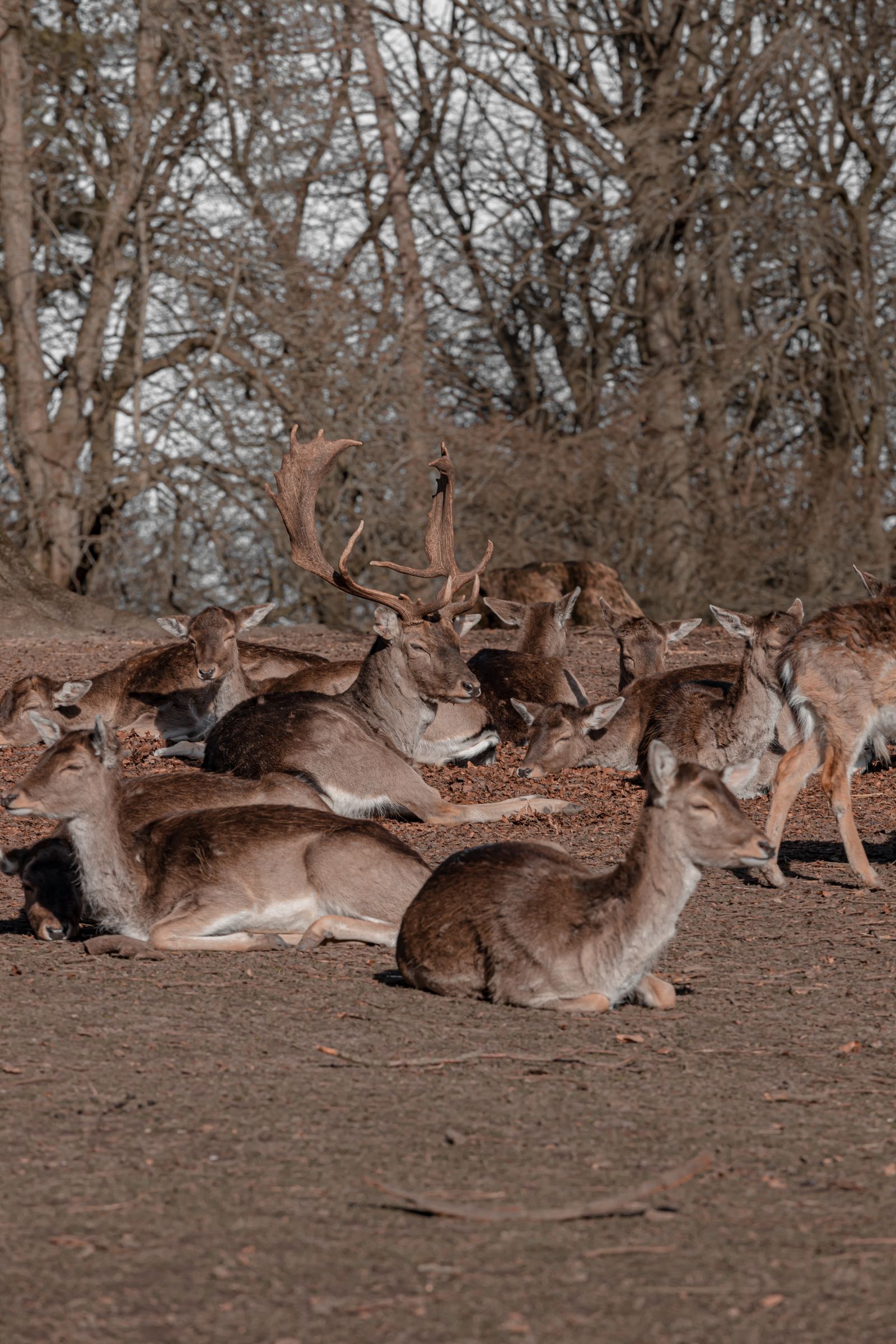 Photo d'ambiance d'un groupe de daims dans une forêt