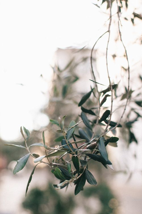 Free Elegant close-up of an olive tree branch with leaves against a soft blurred background, highlighting its natural beauty. Stock Photo