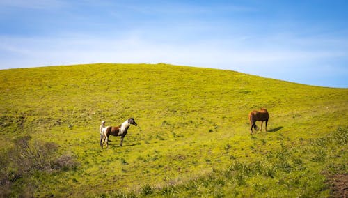 家畜, 牧場, 綠色的山坡 的 免費圖庫相片