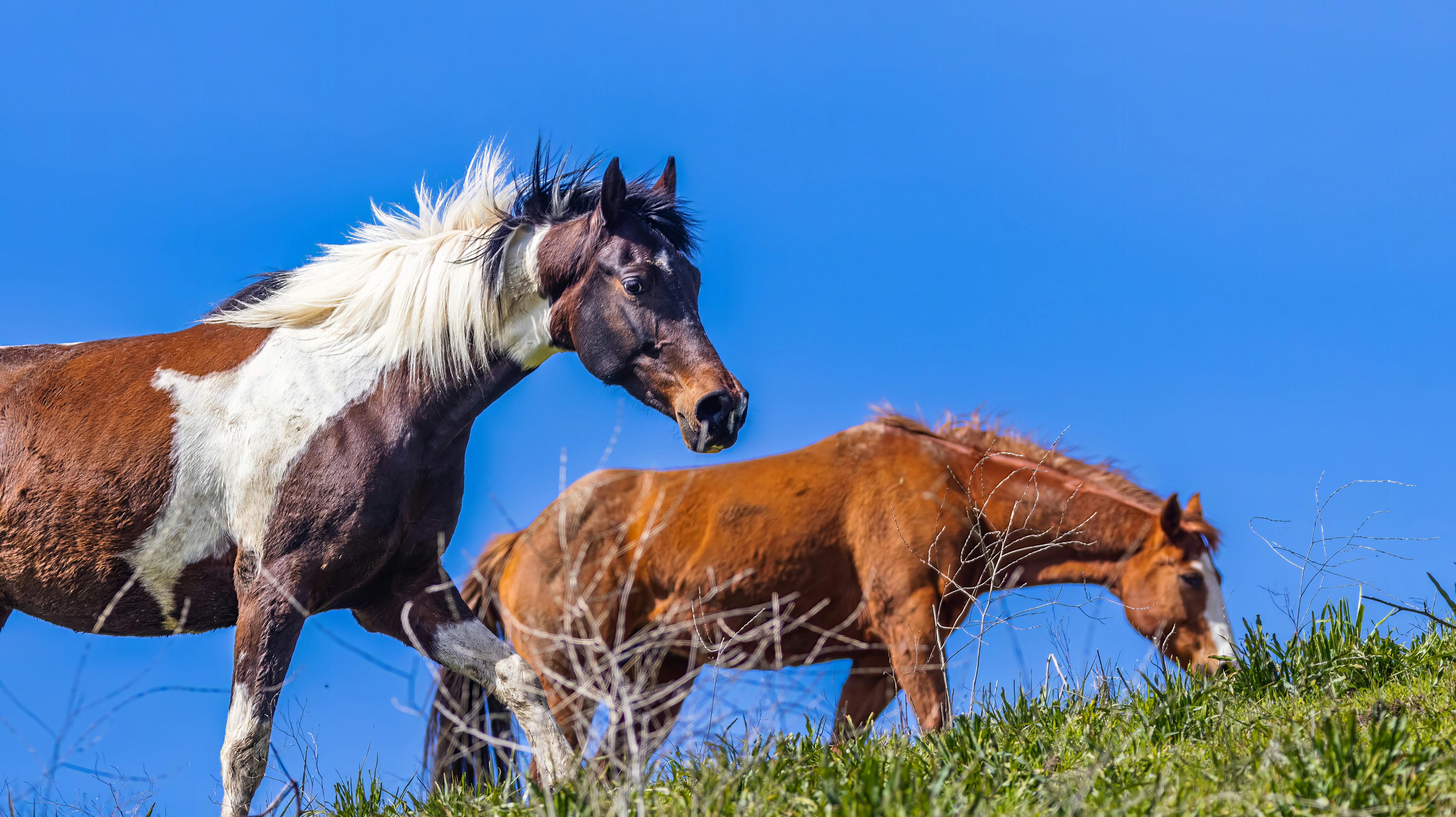 Two Horses Are Standing Together In A Field Background Paint Horses  Picture Background Image And Wallpaper for Free Download