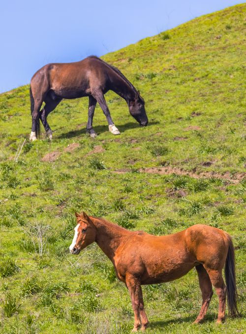 Free Two wild horses grazing on a vibrant green hillside during daytime, embodying serenity and natural beauty. Stock Photo