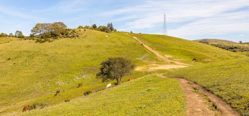 丘陵, 吃草, 天性 的 免費圖庫相片