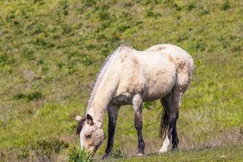 Wild Horse Grazing in Grass Field