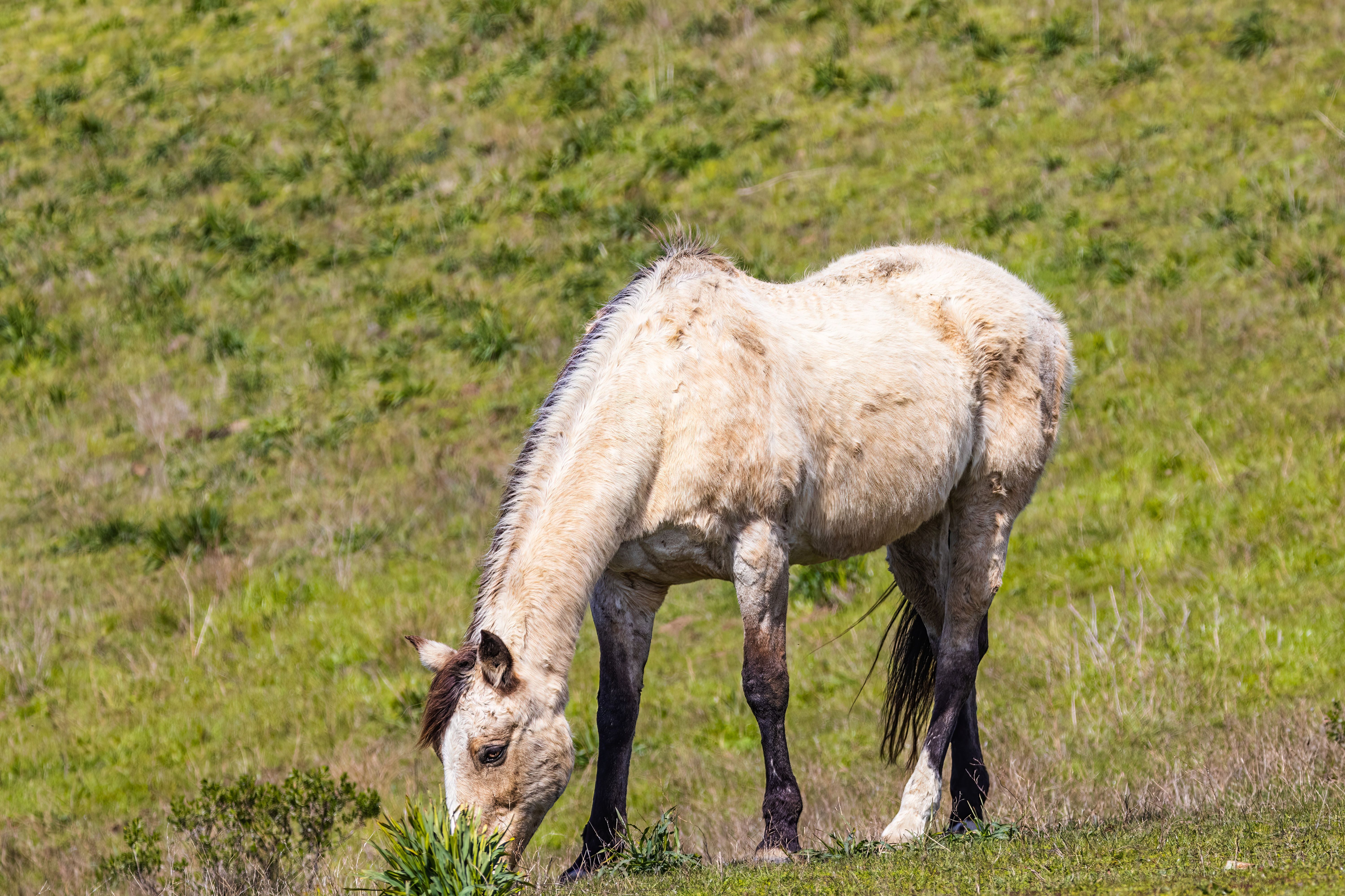 Wild Horse Grazing in Grass Field · Free Stock Photo