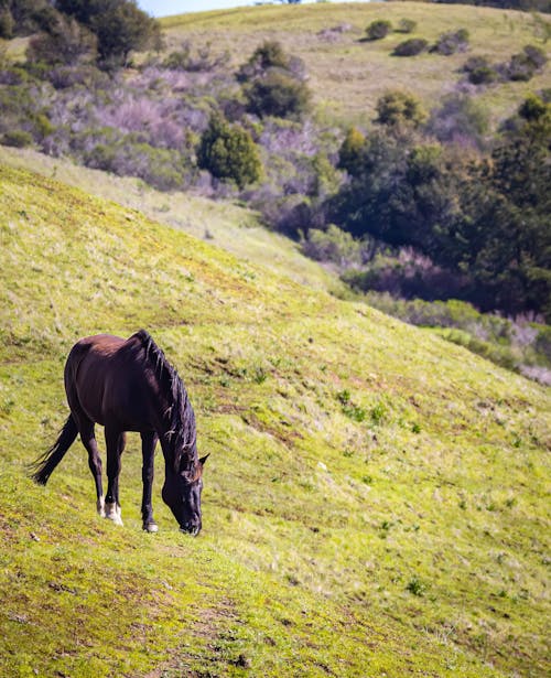 Imagine de stoc gratuită din cal, deal, fotografiere verticală