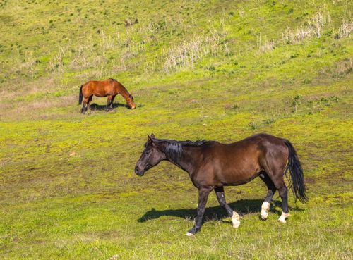 Free Two horses peacefully graze in a vibrant, open field on a sunny day. Stock Photo