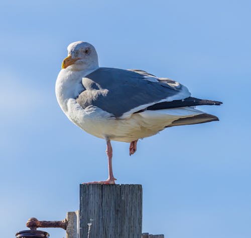Seagull on Wooden Post