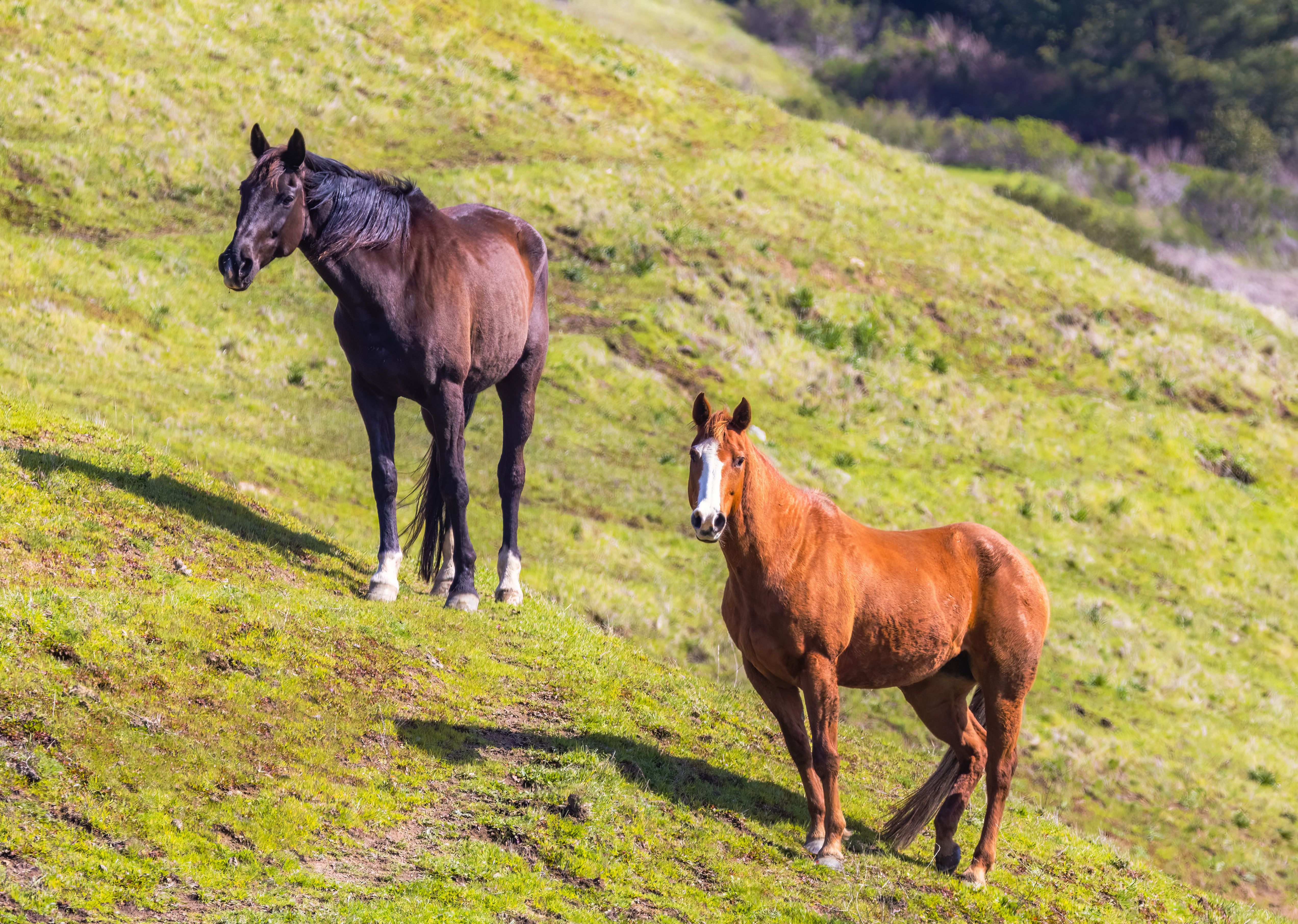 Wild Horses on Grass · Free Stock Photo