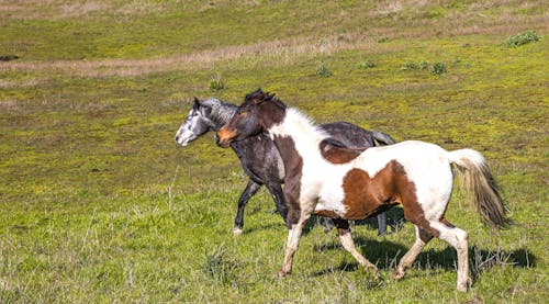 Fotobanka s bezplatnými fotkami na tému divoké kone, hýbanie, príroda