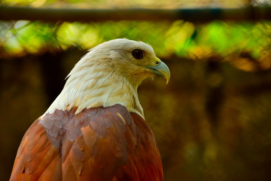 bird removal near me El Monte bird removal El Monte