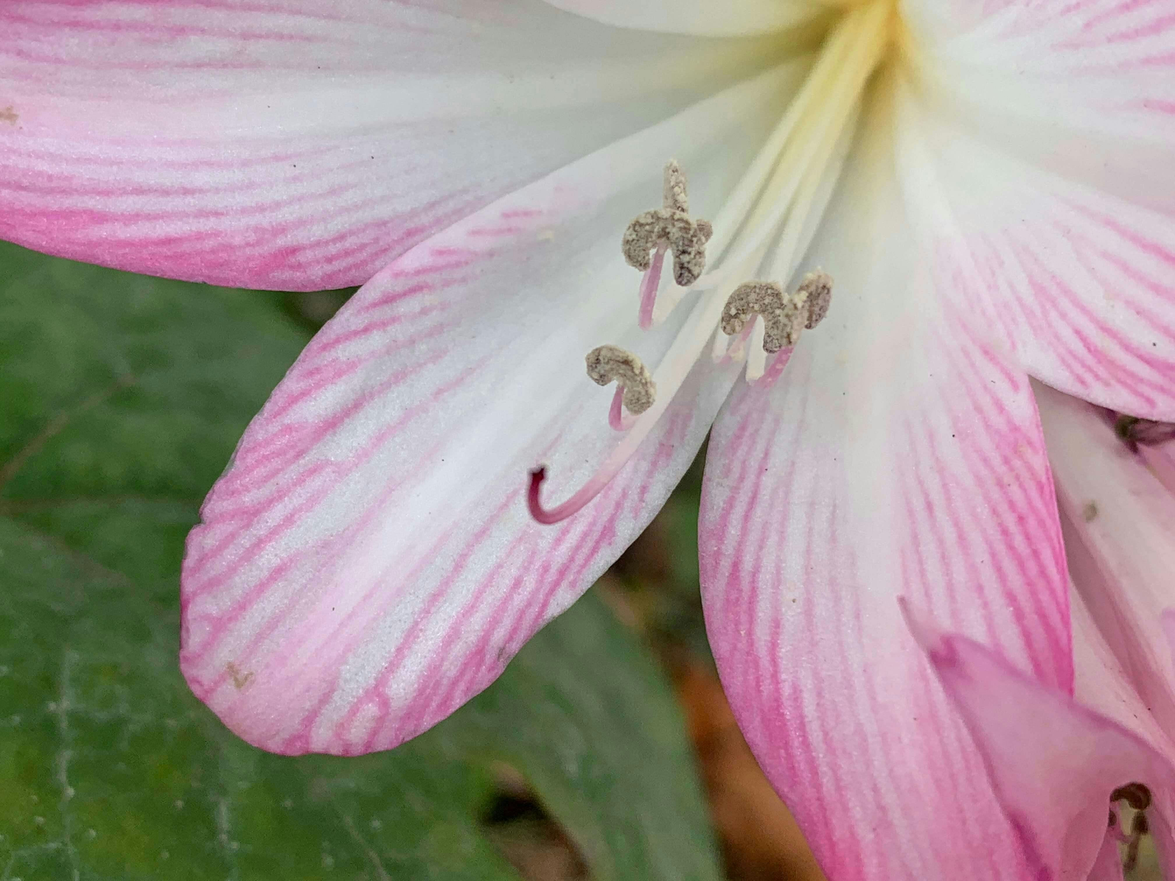 ピンクの花 夏の花 秋の色の無料の写真素材