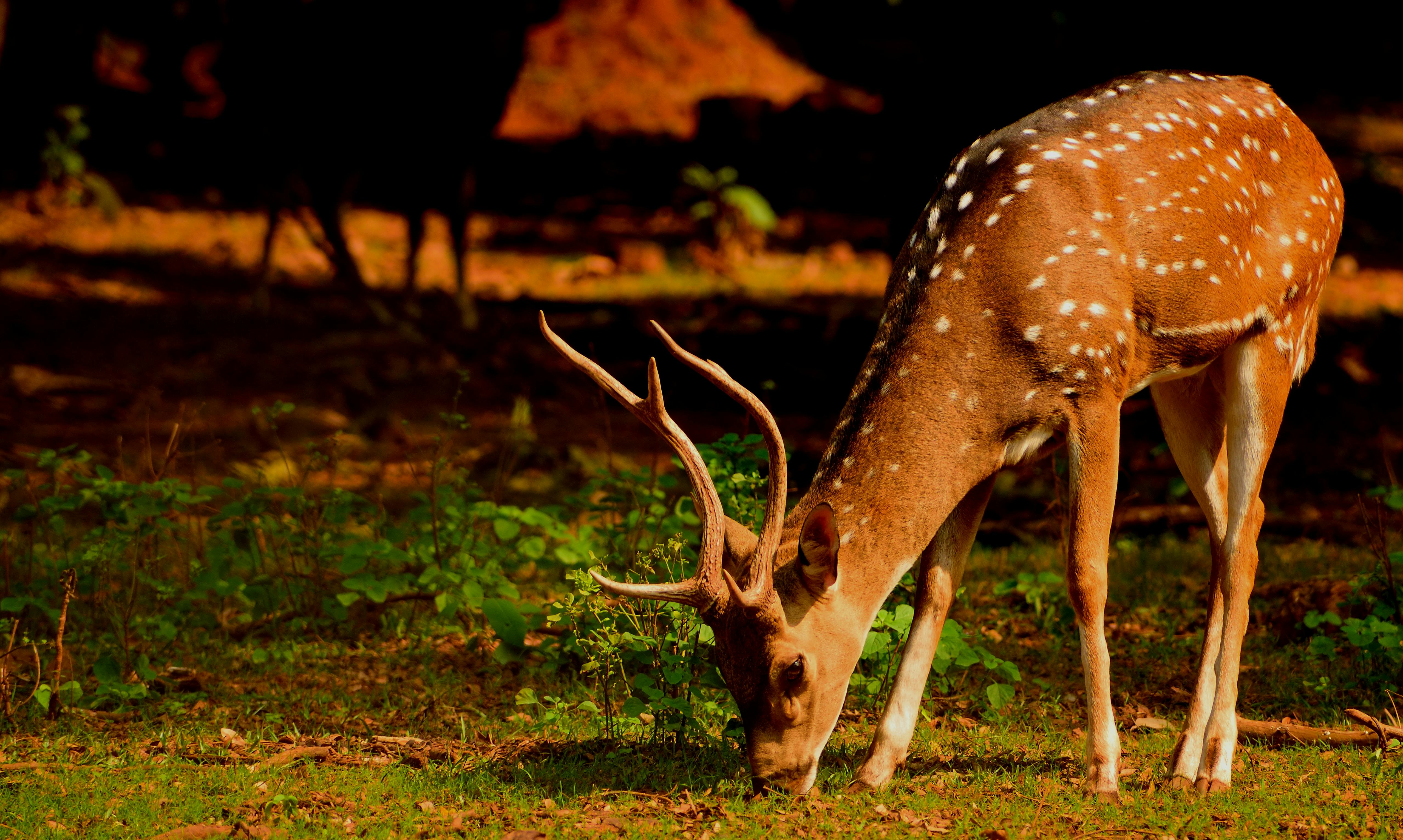 deer eating grass gif