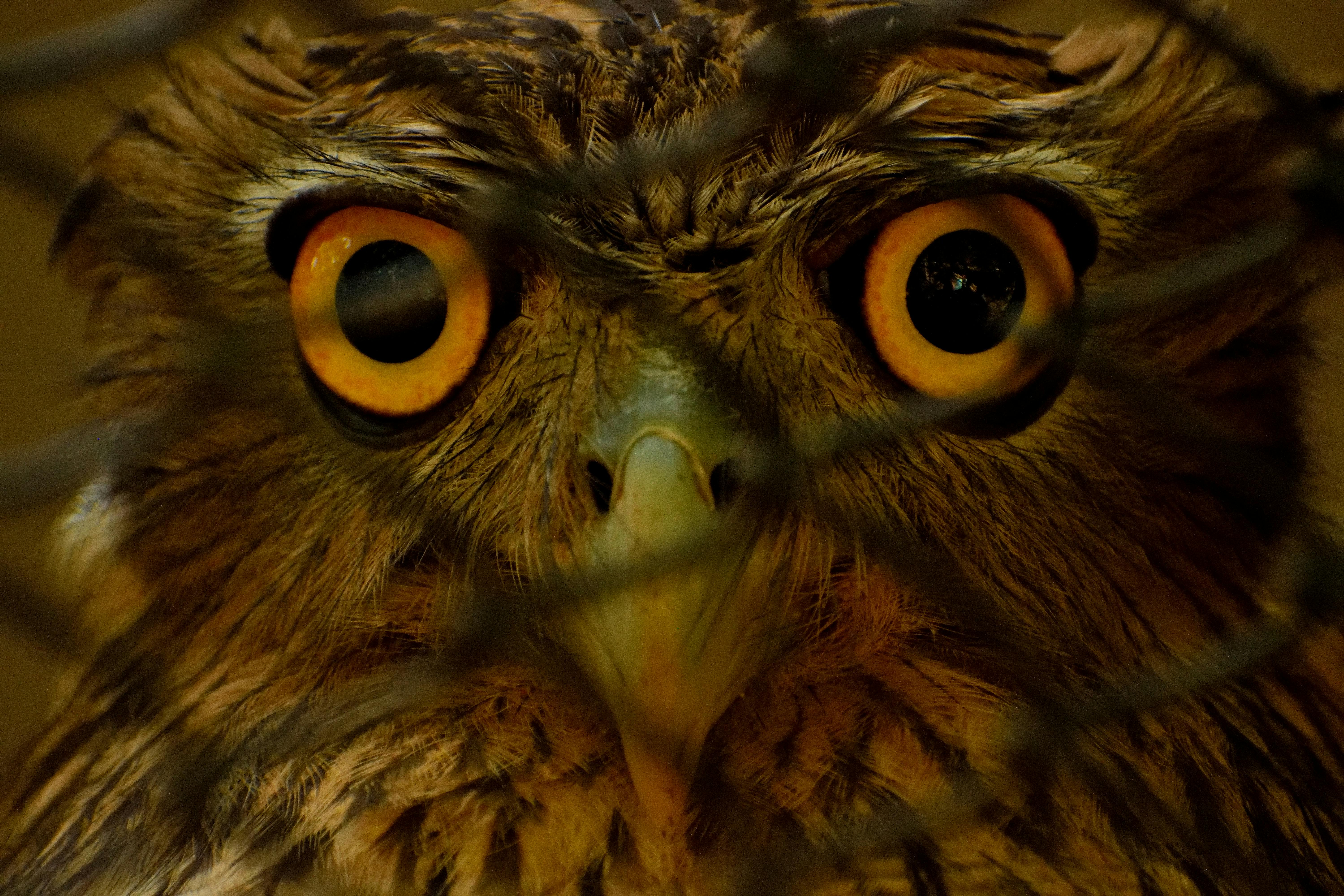 Free stock photo of bird\'s eye view, owl