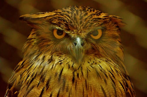 Close-Up Photo of Brown Owl