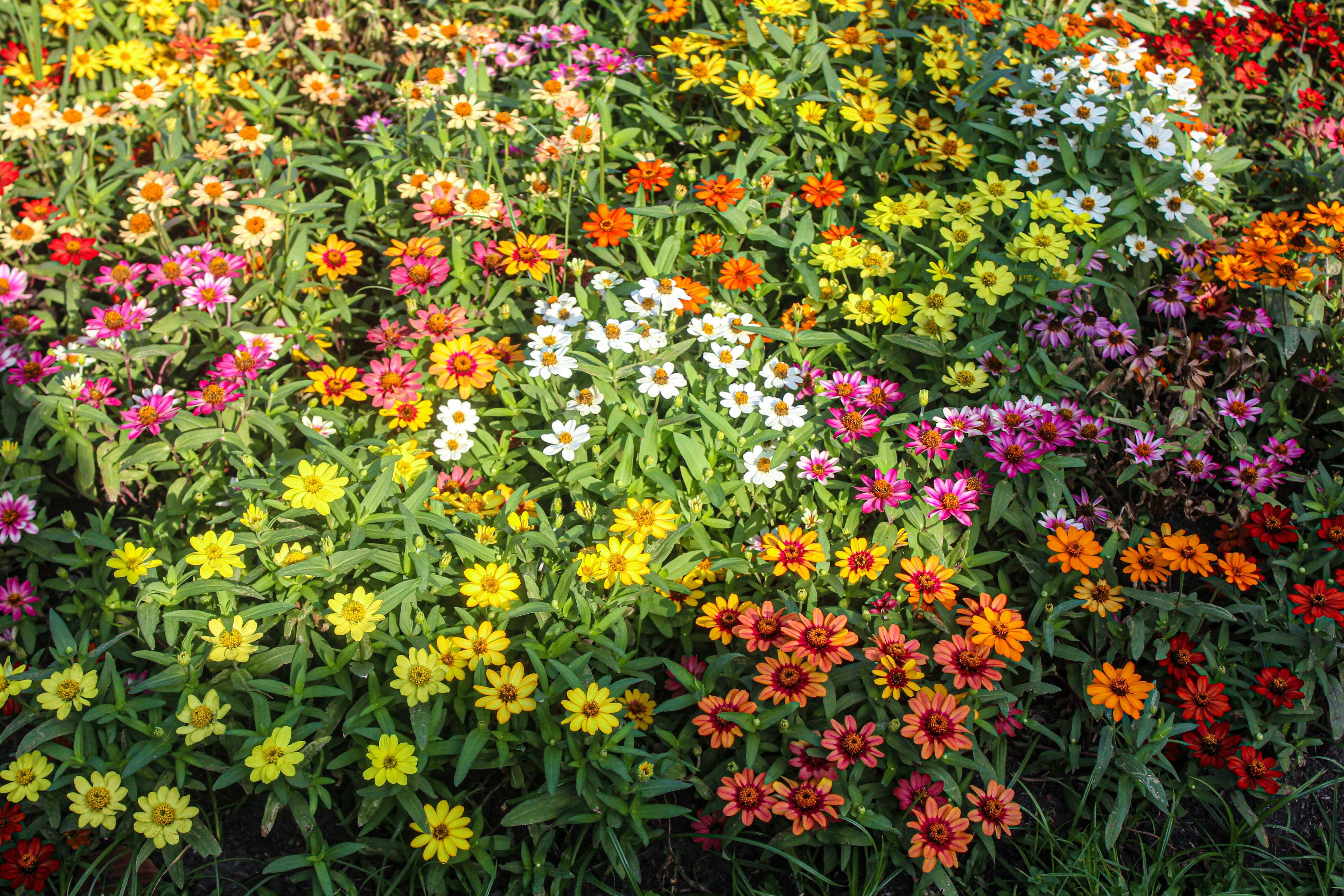 A field of vibrant zinnias in full bloom showcasing a rainbow of colors under natural sunlight.