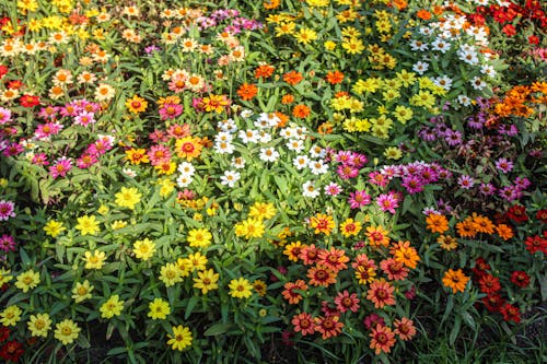 Close up of Colorful Flowers