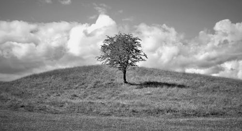 Монохромное фото дерева на холме