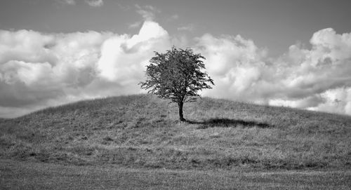 Free A solitary tree on a peaceful grassy hill under a cloudy sky in monochrome. Stock Photo