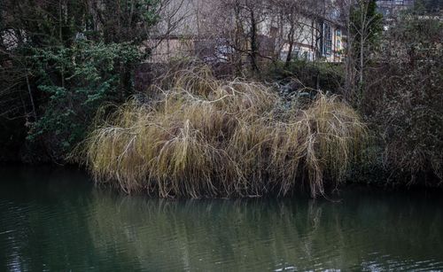 Overgrown riverbank vegetation reflected in the river — photo by Boys in Bristol Photography on Pexels