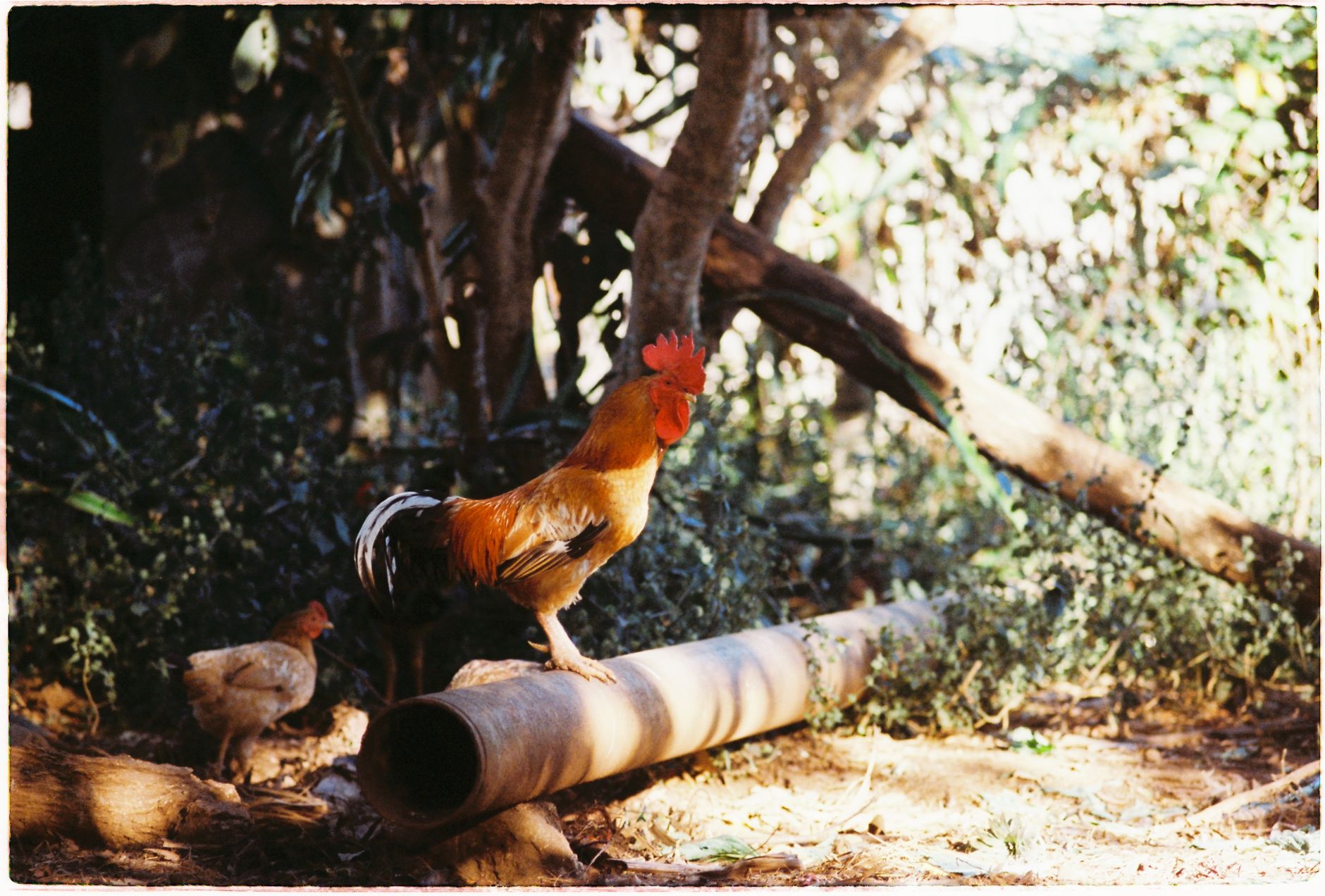 A vibrant rooster stands on a log in Pleiku, Vietnam, amidst lush greenery.