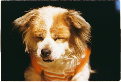 Безкоштовне стокове фото на тему «домашній, милий, одяг для собак»