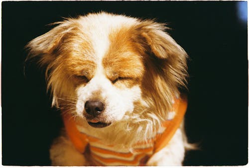 Pet Owners Post “Yawning in the Sun” Reels