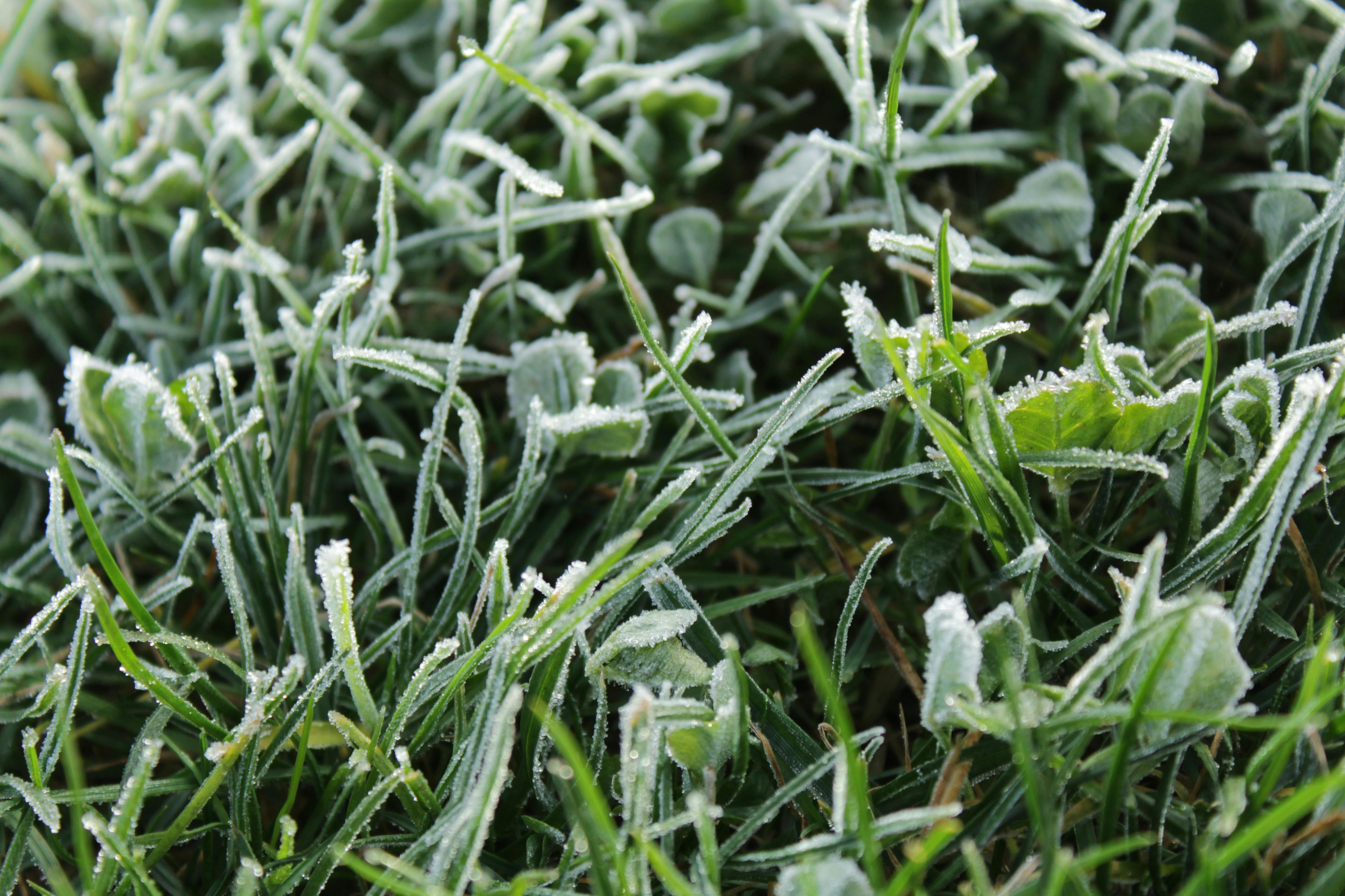 Free stock photo of frost, frosted grass, frosty grass