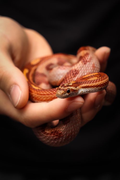 Serpent · Photo gratuite