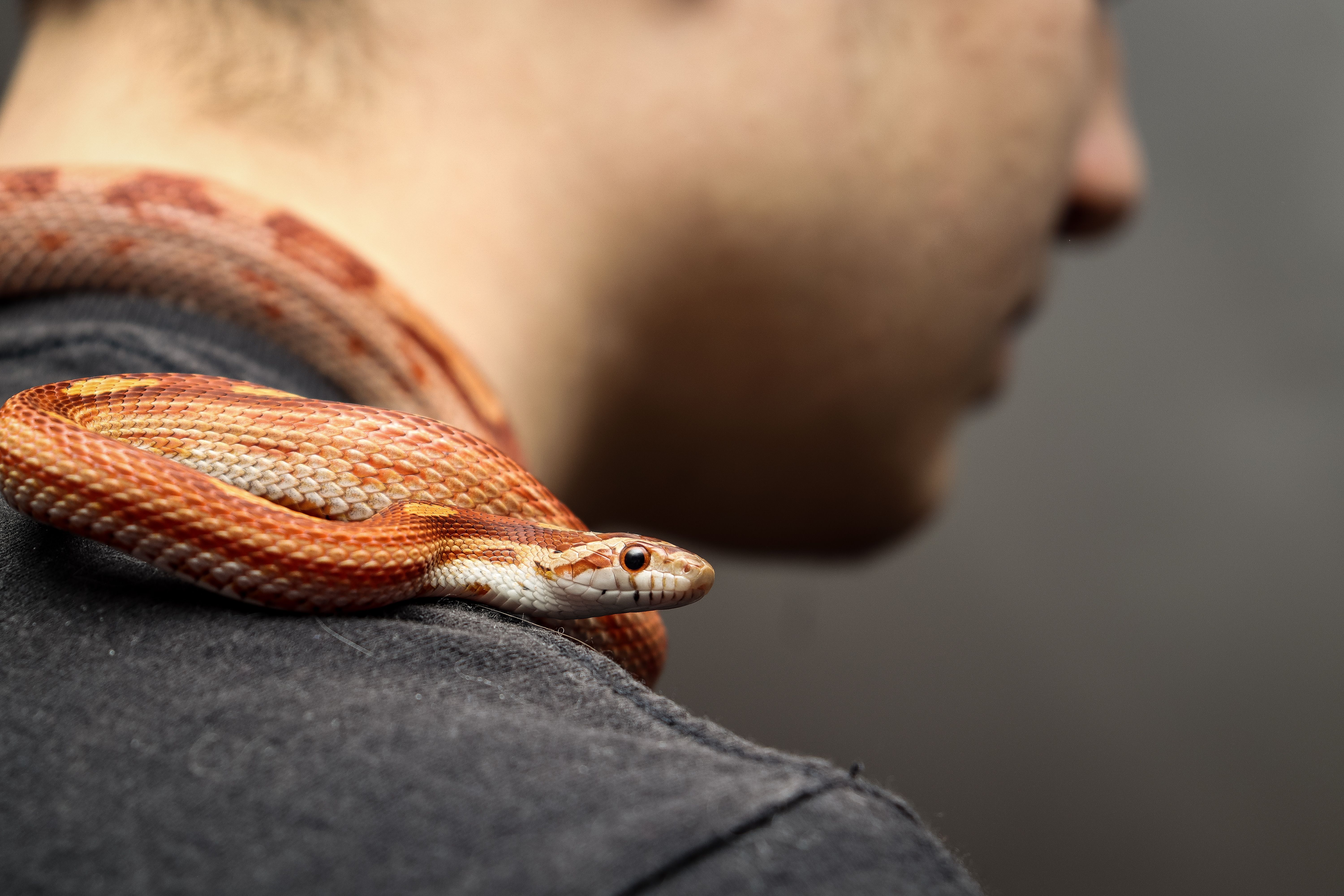 goodlucksnake