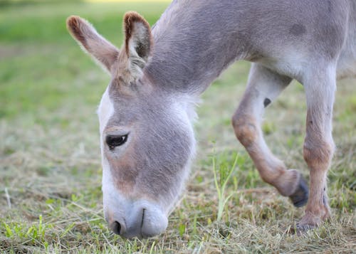 Free Donkey On Grass Lawn Stock Photo