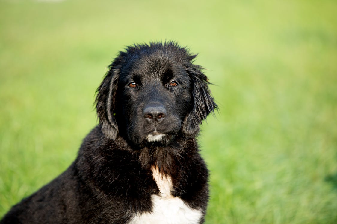 免费 郁郁葱葱的牧场选择性焦点照片上的短涂黑白狗 素材图片
