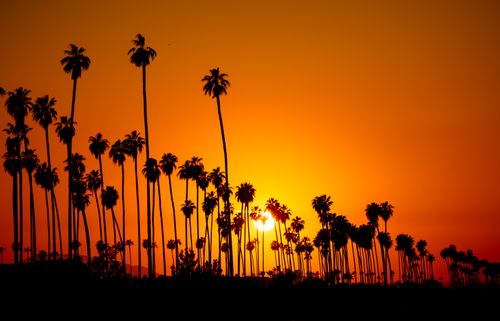 Free Stunning silhouette of palm trees at sunset in Redlands, California, with a vivid yellow sky. Stock Photo
