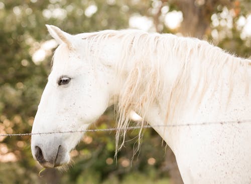 Immagine gratuita di animali, cavallo, cavallo bianco