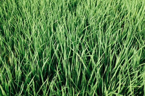 Free Vibrant green grass blades forming a dense meadow, perfect for nature themes. Stock Photo