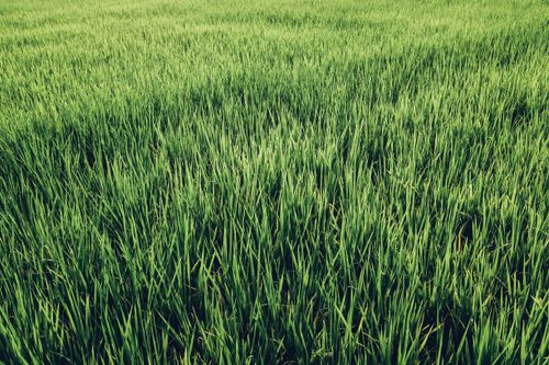 Free Vibrant green rice field in Bali, Indonesia, showcasing rich agricultural landscape. Stock Photo