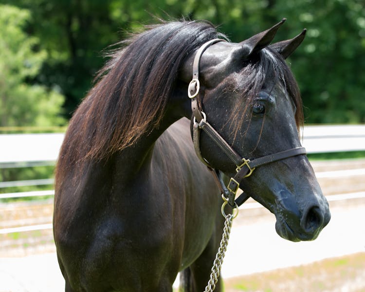 Photo Of Black Horse