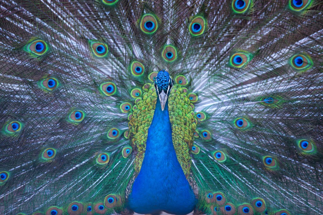Free Blue Peacock Wallpaper Stock Photo