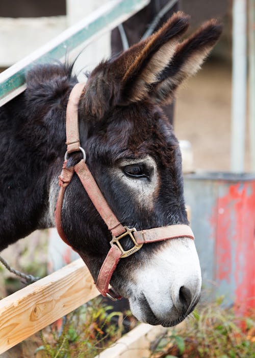 Black Donkey Behind Brown Cage