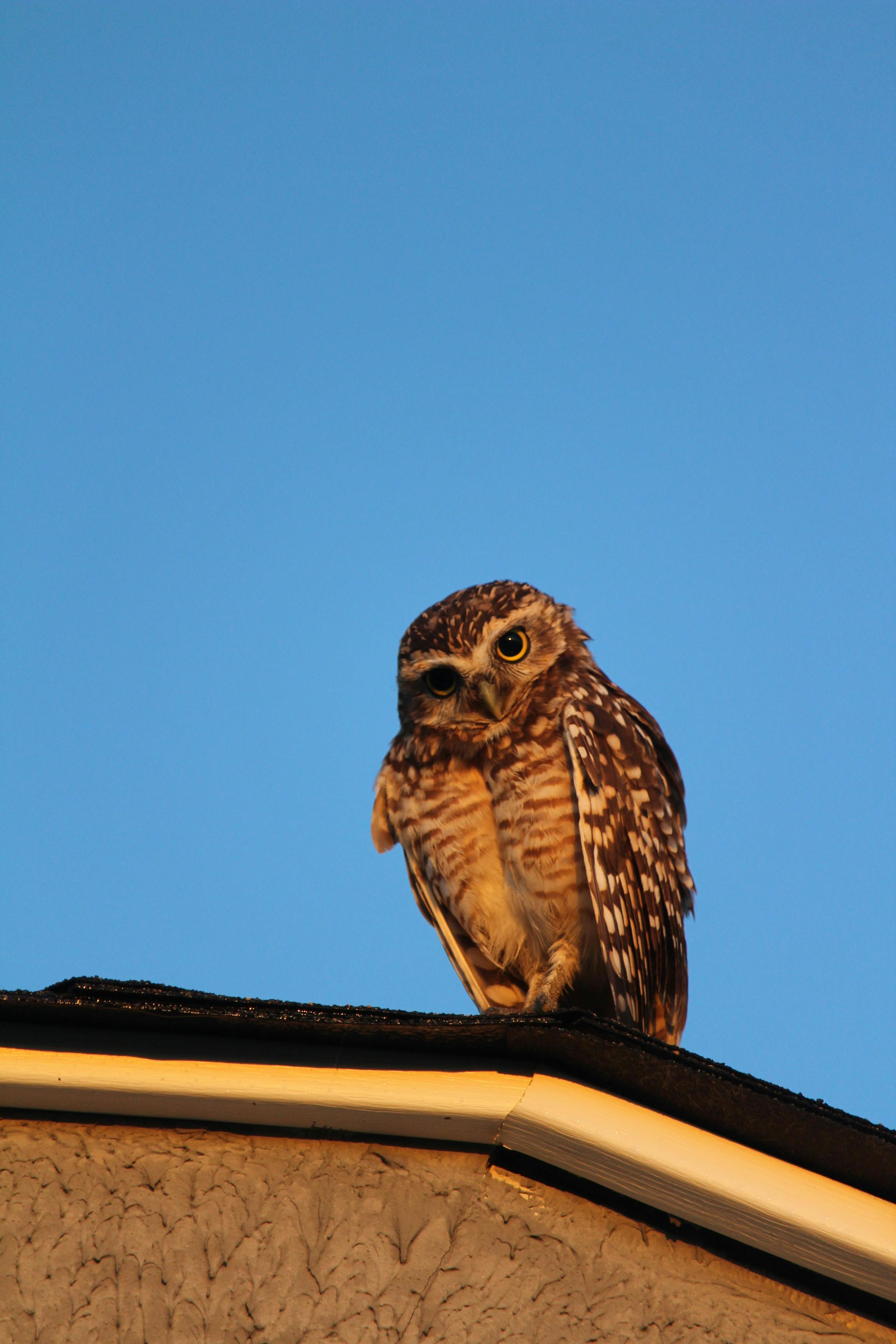 Owl on Roof · Free Stock Photo
