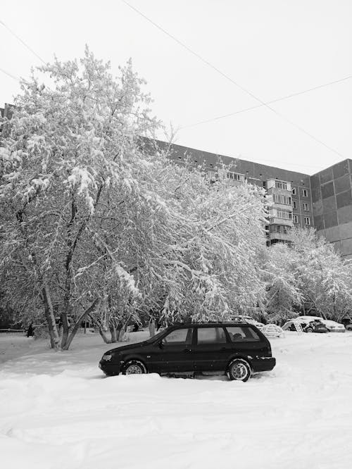 Kostenloses Stock Foto zu auto, bäume, fahrzeug