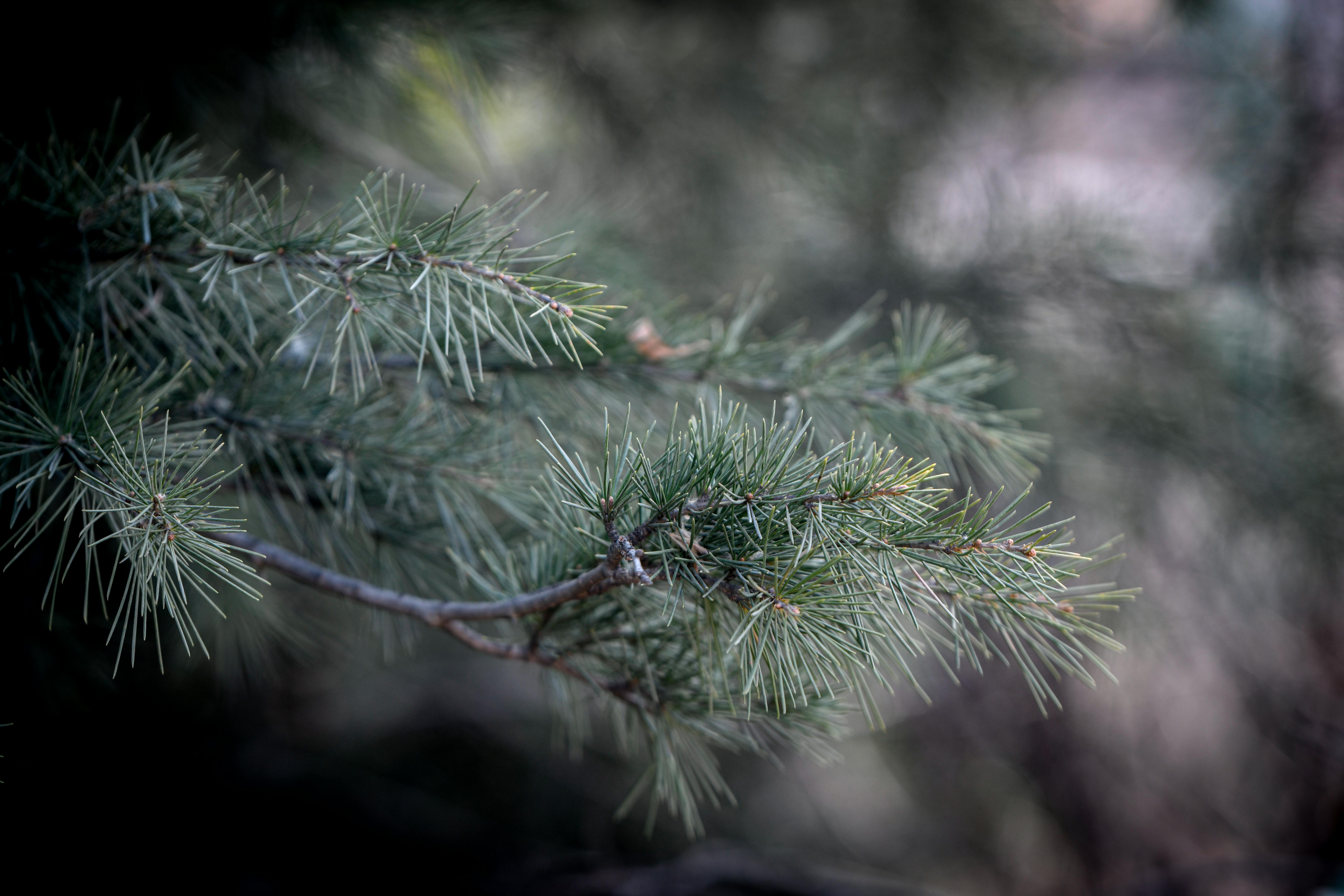 Close up of Evergreen Leaves · Free Stock Photo, image size:7208x4805
